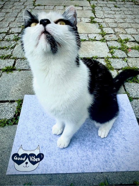 Cat Good Vibes